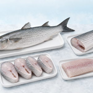 Grey Mullet