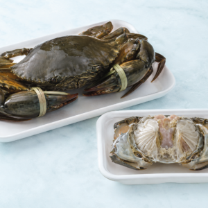 Mud Crab