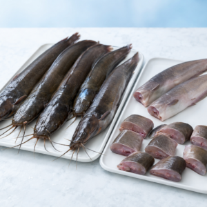 Singhi (Stinging Catfish) - singhi stinging catfish cuts